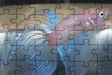 Fish jigsaw puzzle