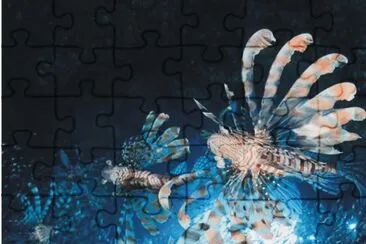 Fish jigsaw puzzle