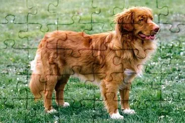 Nocascotia duch tolling retriever