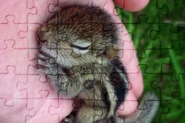 natural jigsaw puzzle