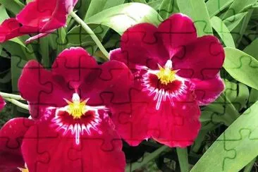 flores