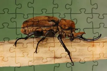 Megasoma elefante