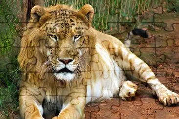 . jigsaw puzzle