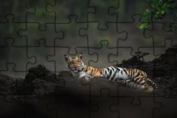 Tiger jigsaw puzzle