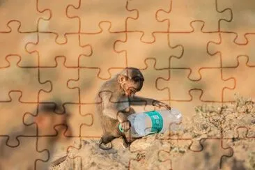 Monkey jigsaw puzzle