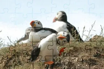 פאזל של Fratercula Arctica