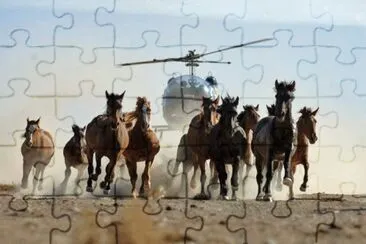 פאזל של Horses