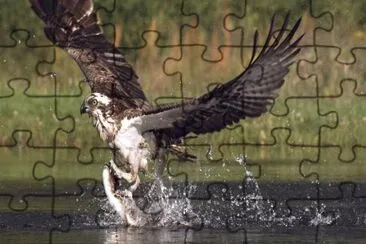 Eagle jigsaw puzzle