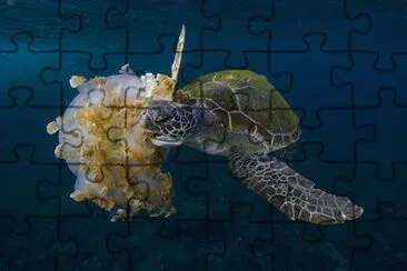 Turtle jigsaw puzzle