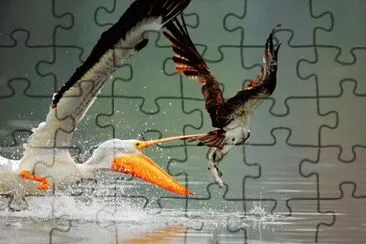Pelican jigsaw puzzle