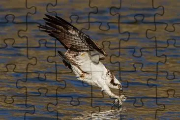 Eagle jigsaw puzzle