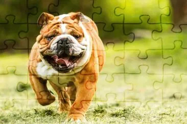 פאזל של Bulldog