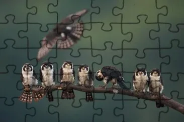 Bird jigsaw puzzle