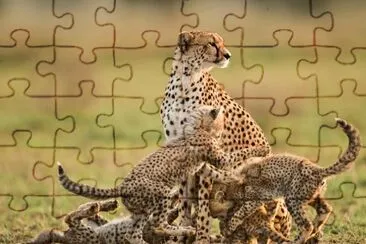 Cheetah