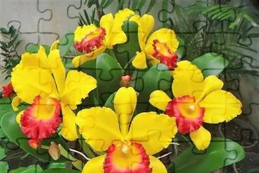 flores