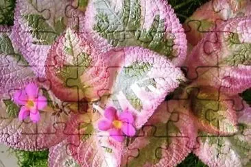  jigsaw puzzle