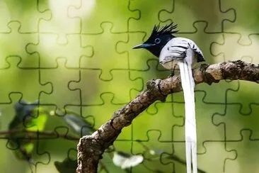natural jigsaw puzzle