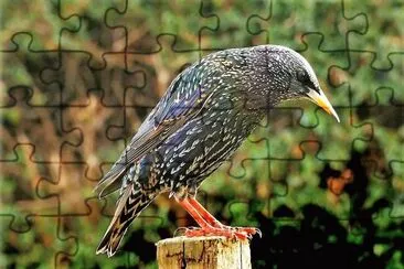natural jigsaw puzzle