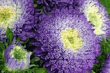 flores jigsaw puzzle