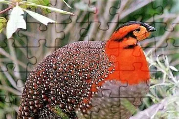natural jigsaw puzzle