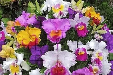 flores