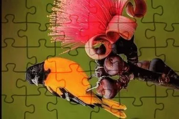 natural jigsaw puzzle