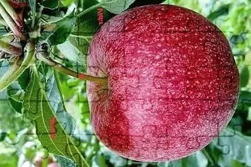 פאזל של frutas