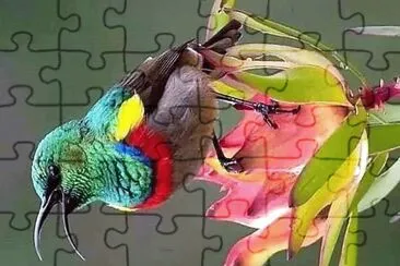 natural jigsaw puzzle