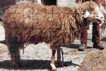 Marrana