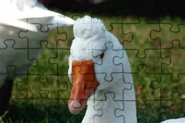 Oca romana ciuffata jigsaw puzzle