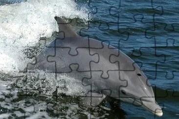 Delfino dal  naso a bottiglia jigsaw puzzle