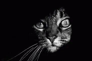 gato