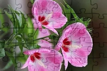 flores