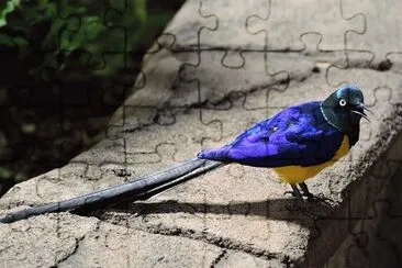 פאזל של natural
