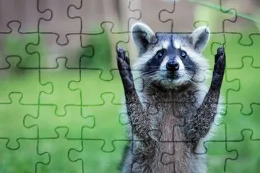 MAPACHE jigsaw puzzle