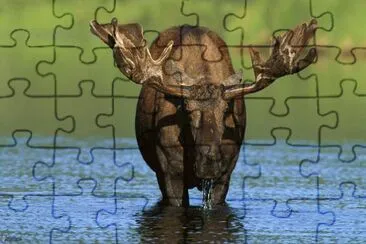 ALCE AGUA jigsaw puzzle