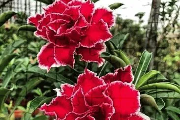 imagem jigsaw puzzle