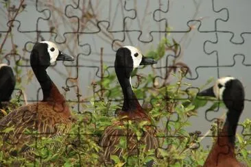 patos jigsaw puzzle