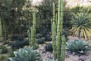 Agave plants jigsaw puzzle