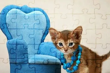 gatinho