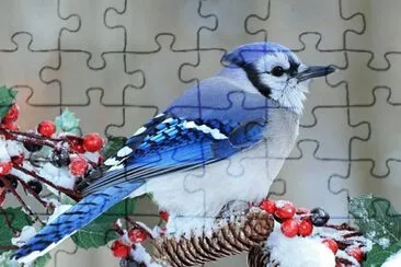 pÃ¡ssaro jigsaw puzzle