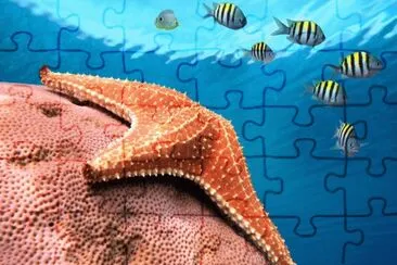 Starfish