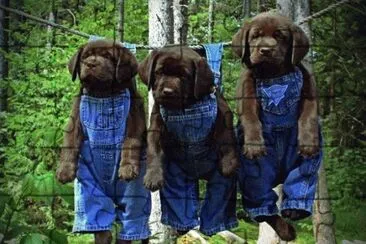 Dogs