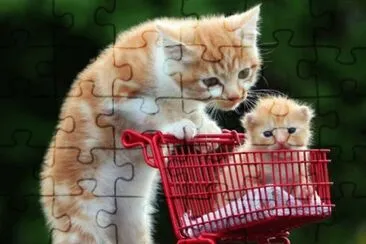 Cats