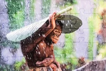 Monkey jigsaw puzzle