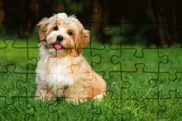 פאזל של Dog