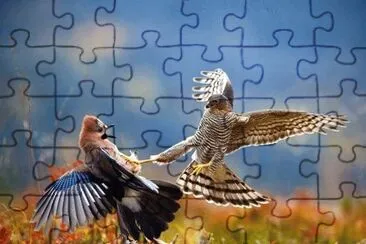 Bird  Fighting jigsaw puzzle