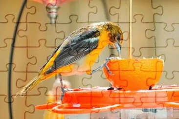 Bird jigsaw puzzle
