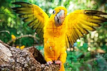 Bird jigsaw puzzle