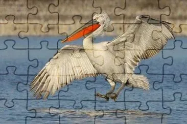 Pelican jigsaw puzzle